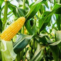 Maize