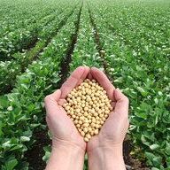 Soybeans